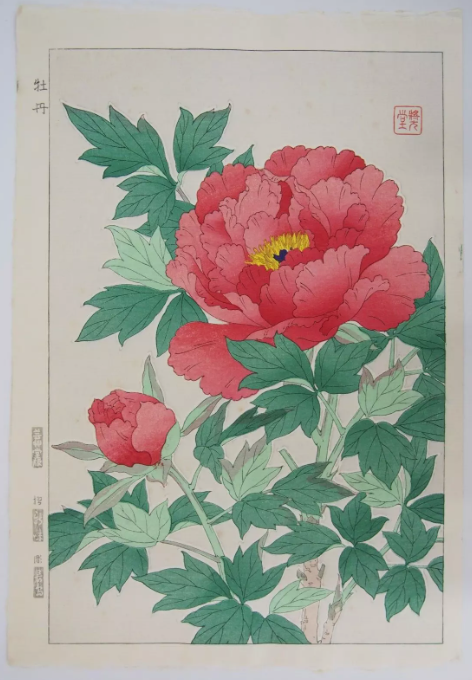 牡丹