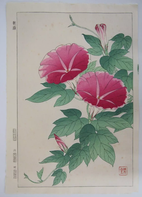 朝顔